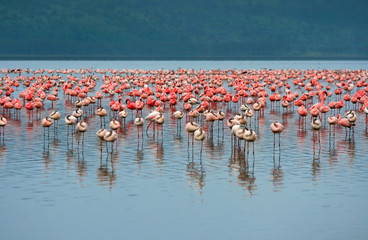 Naklejka premium flocks of flamingo