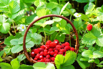 wild strawberry © dabjola