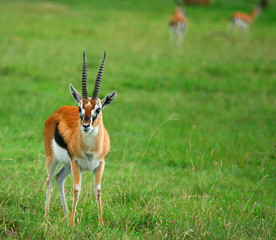 Portrait of antelope