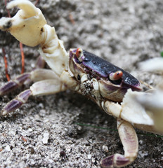 Krebs - Crab