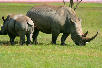 Obraz premium Rhinoceros in the wild