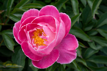 Peony