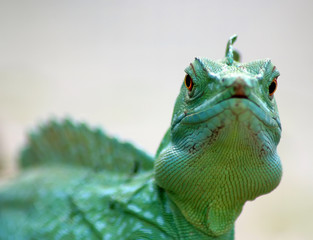 basilisk1