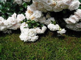 Róże  2 © Tomasz Sergej