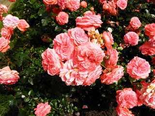 Róża  5 © Tomasz Sergej