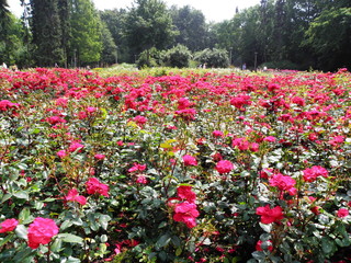 Róża 7 © Tomasz Sergej