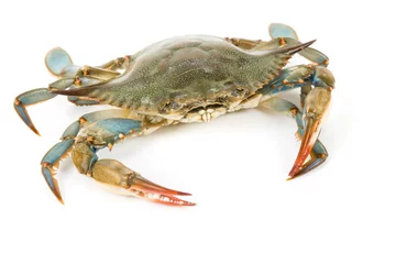 Tragetasche Blue Crab © Feng Yu