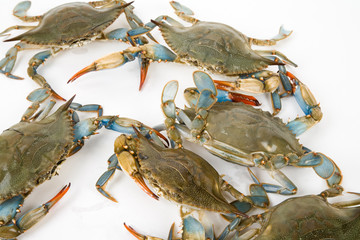 Blue Crab