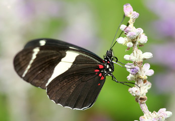 Heliconius atthis Butterfly