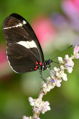 Heliconius atthis Butterfly