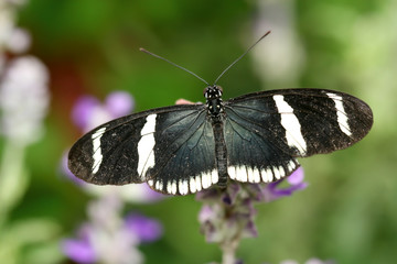 Obraz na płótnie Canvas Heliconius atthis Butterfly