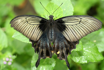 Papilio polyxenes (Black Swallowtail) Butterfly