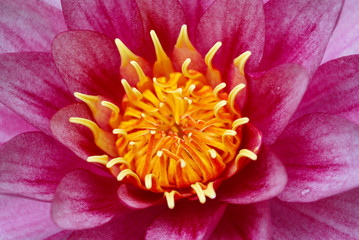 waterlily
