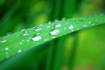 close-up of dew drops on a grass leaf
