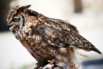 Hibou grand duc