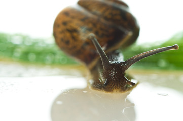 Snail