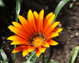 Mittagsblume