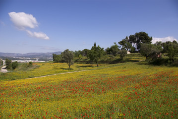 Red poppies