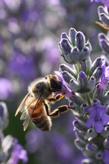 Abeille dans la lavande