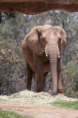 Fototapeta premium Elephant