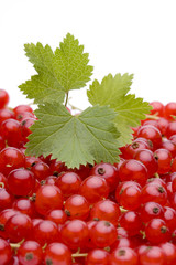 Rote Johannisbeeren
