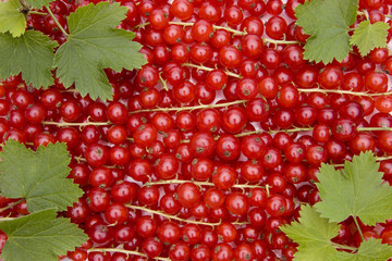 Rote Johannisbeeren