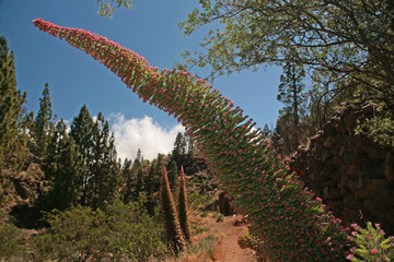 Teide Natternkopf
