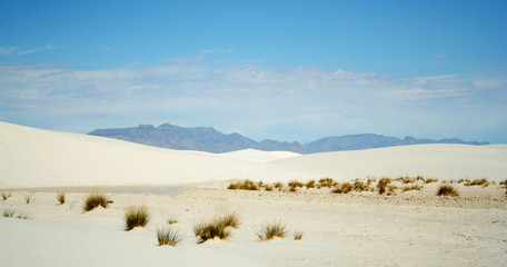 Grasses in White Sands National Monument, New Mexico