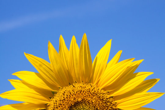 yellow sunflower against a blue sky background
