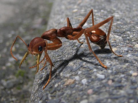 Australian Bull ant (Myrmecia gulosa)