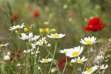 White flowers