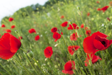 Obraz premium Poppies