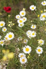Fototapeta premium White flowers