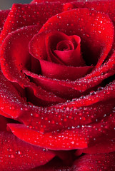 Naklejka premium Róża