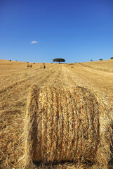 Mediterranean landscape from Alentejo.