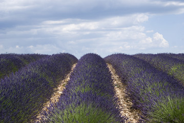 Lavender field in the region of Provence