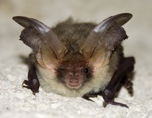 Brown Long-Eared Bat