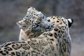 Coppia di Leopardi delle Nevi
