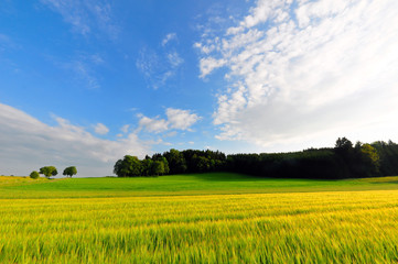 A wheat field in early summer