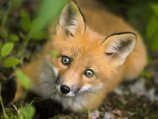Peel and stick wall murals mammal  red fox  C