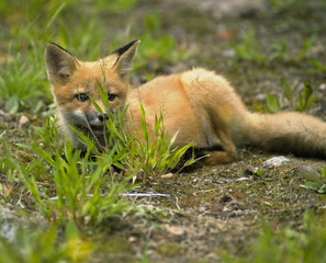 mammal  red fox E