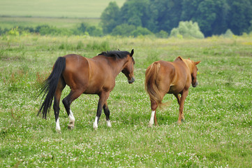 Fototapeta na wymiar promenade amoureuse de chevaux