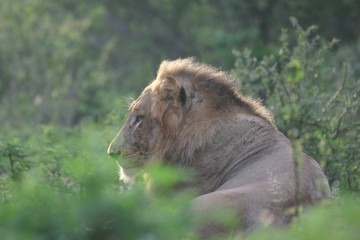 Lion