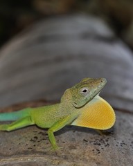 lézard