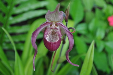 orchidée