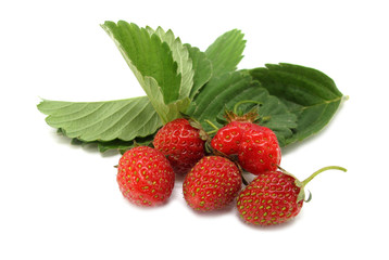 Wild strawberries with leaves