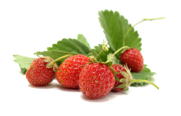 Wild sweet strawberry