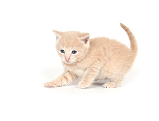 Yellow kitten on white