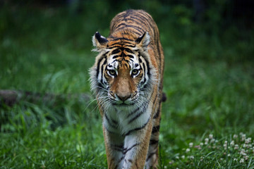 Tiger Walking