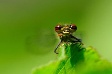 agrion rouge